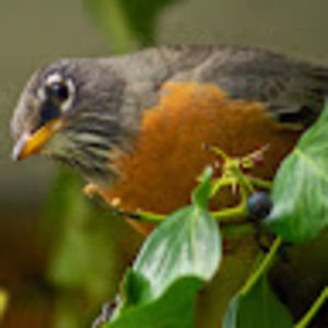 Meet your Posher, Robin c.